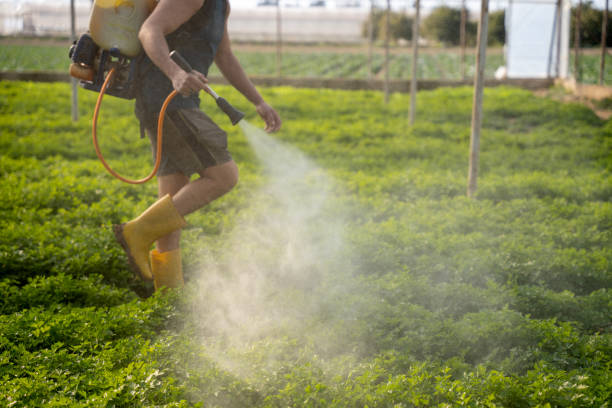 Best Bed Bug Extermination  in Shafter, CA