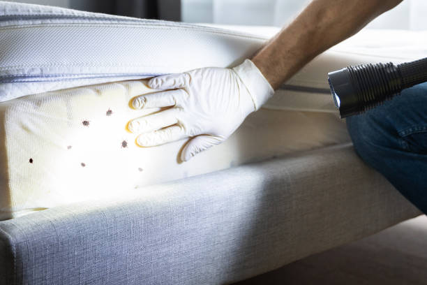 Best Pest Inspection Near Me  in Shafter, CA