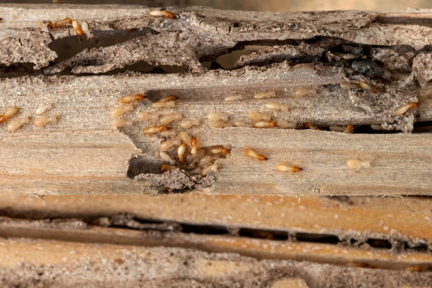 Wasp Removal Services in Shafter, CA